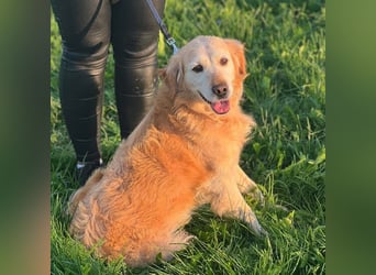 Marley braucht ein Zuhause