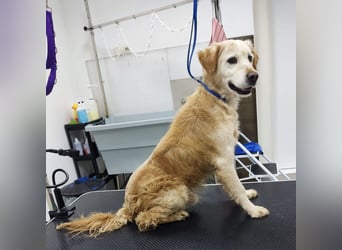 Marley braucht ein Zuhause