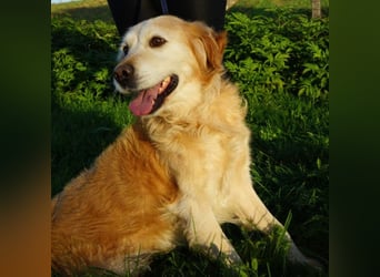 Marley ein Kuschelmonster