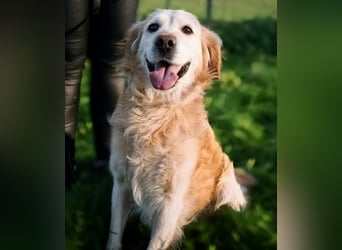 Marley braucht ein Zuhause