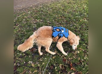 Marley braucht ein Zuhause