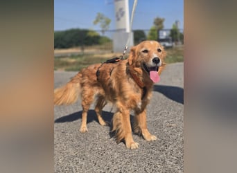 Bruno Golden Retriever Mischling