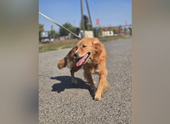 Bruno Golden Retriever Mischling