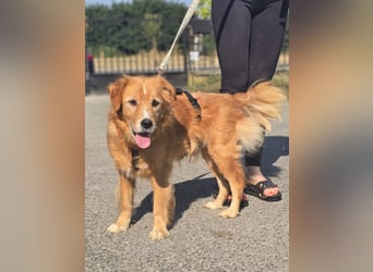 Bruno Golden Retriever Mischling