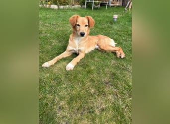 Freddy, Retrievermix sucht ein Zuhause