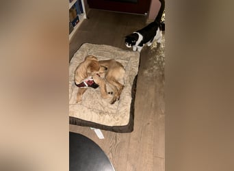 Freddy, Retrievermix sucht ein Zuhause