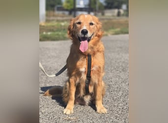 Bruno Golden Retriever Mischling