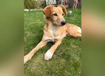 Freddy, Retrievermix sucht ein Zuhause