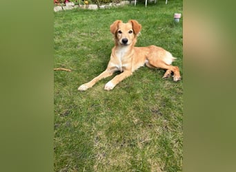 Freddy, Retrievermix sucht ein Zuhause