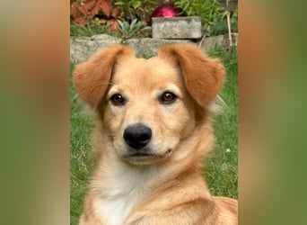 Freddy, Retrievermix sucht ein Zuhause