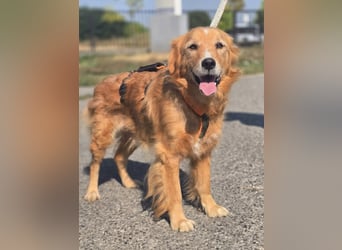 Bruno Golden Retriever Mischling