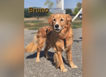 Bruno Golden Retriever Mischling