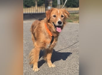 Bruno Golden Retriever Mischling