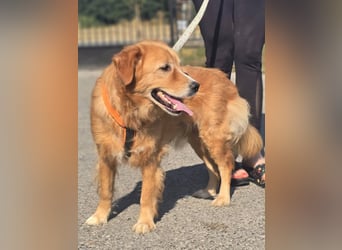Bruno Golden Retriever Mischling