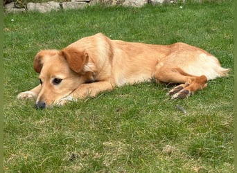 Freddy, Retrievermix sucht ein Zuhause