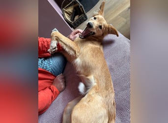 Freddy, Retrievermix sucht ein Zuhause