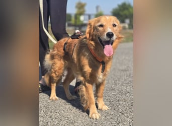 Bruno Golden Retriever Mischling