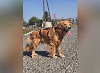 Bruno Golden Retriever Mischling