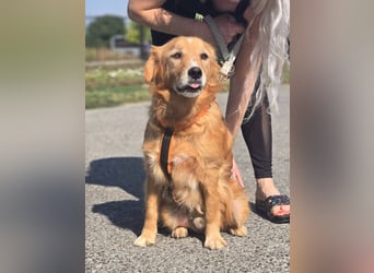 Bruno Golden Retriever Mischling