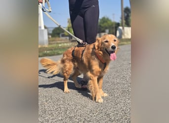 Bruno Golden Retriever Mischling