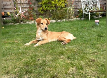 Freddy, Retrievermix sucht ein Zuhause