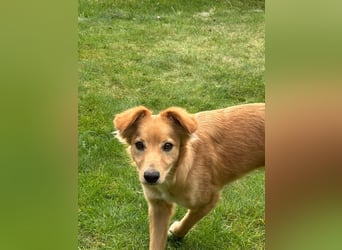Freddy, Retrievermix sucht ein Zuhause