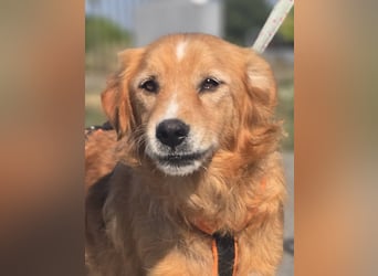 Bruno Golden Retriever Mischling