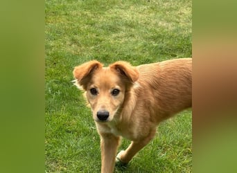 Freddy, Retrievermix sucht ein Zuhause