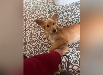 Freddy, Retrievermix sucht ein Zuhause