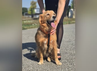 Bruno Golden Retriever Mischling