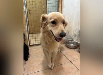 hübsche Retriever Mischlings-Hündin Dona sucht ihre Menschen