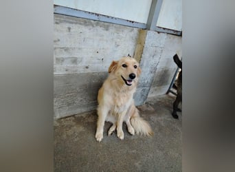 hübsche Retriever Mischlings-Hündin Dona sucht ihre Menschen