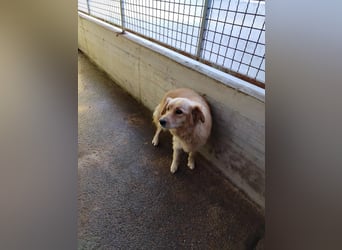 hübsche Retriever Mischlings-Hündin Dona sucht ihre Menschen