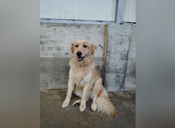 hübsche Retriever Mischlings-Hündin Dona sucht ihre Menschen