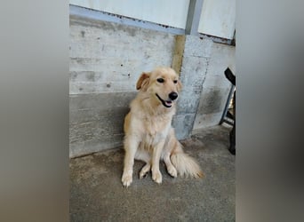 hübsche Retriever Mischlings-Hündin Dona sucht ihre Menschen