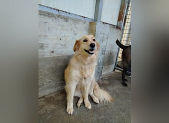 hübsche Retriever Mischlings-Hündin Dona sucht ihre Menschen