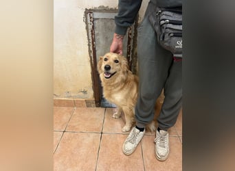 hübsche Retriever Mischlings-Hündin Dona sucht ihre Menschen
