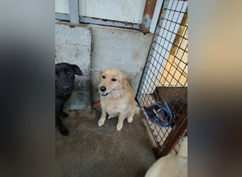 hübsche Retriever Mischlings-Hündin Dona sucht ihre Menschen