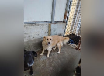 hübsche Retriever Mischlings-Hündin Dona sucht ihre Menschen