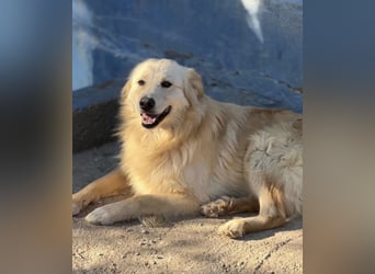 Rubio – sanfter Sonnenschein auf vier Pfoten sucht sein Zuhause