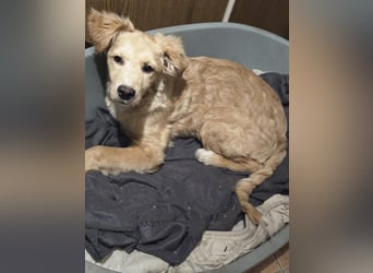 Barnabas BE, besonderer Hund sucht besondere Menschen