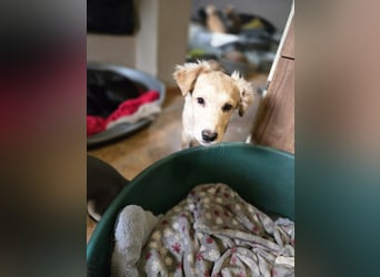 Barnabas BE, besonderer Hund sucht besondere Menschen