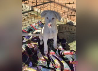 Monia und Mara: zwei Engel mit Plüschohren