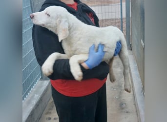 Bibo: so klein und so allein