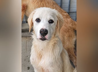 Pallino: verloren im Tierheim