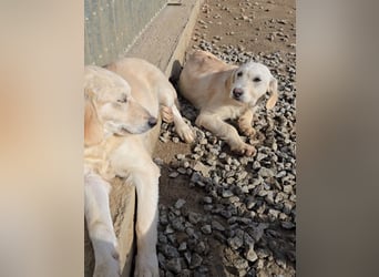 Cianbella: Schlappohren zum Liebhaben