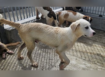 Pallino: verloren im Tierheim