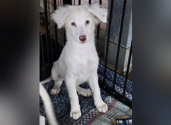 Monia und Mara: zwei Engel mit Plüschohren