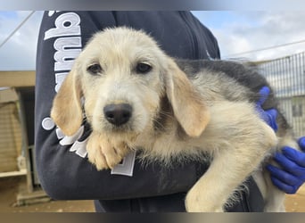 Cianbella: Schlappohren zum Liebhaben