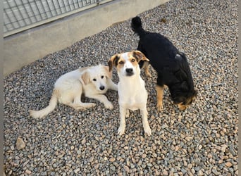 Nicolino: Mini-Retriever verzaubert mit guter Laune